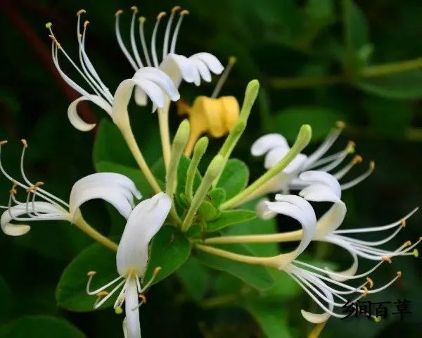 The Efficacy, Uses, and Contraindications of Honeysuckle (Jin Yin Hua)
