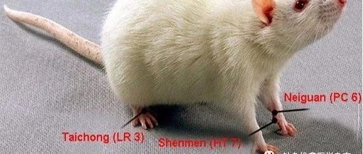 Effects of Acupuncture on Neuro-Electrophysiological Activity in Hippocampal CA1 and CA3 Regions of Rats with Post-Traumatic Stress Disorder