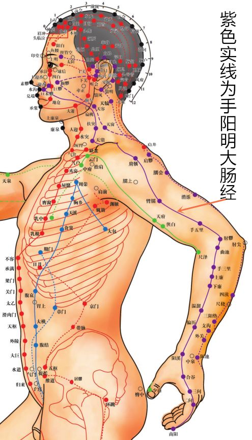 Acupoint Knowledge | Twelve Meridians: Hand Yangming Large Intestine Meridian - Shangyang Point