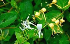 The Efficacy and Functions of Honeysuckle (Jin Yin Hua)
