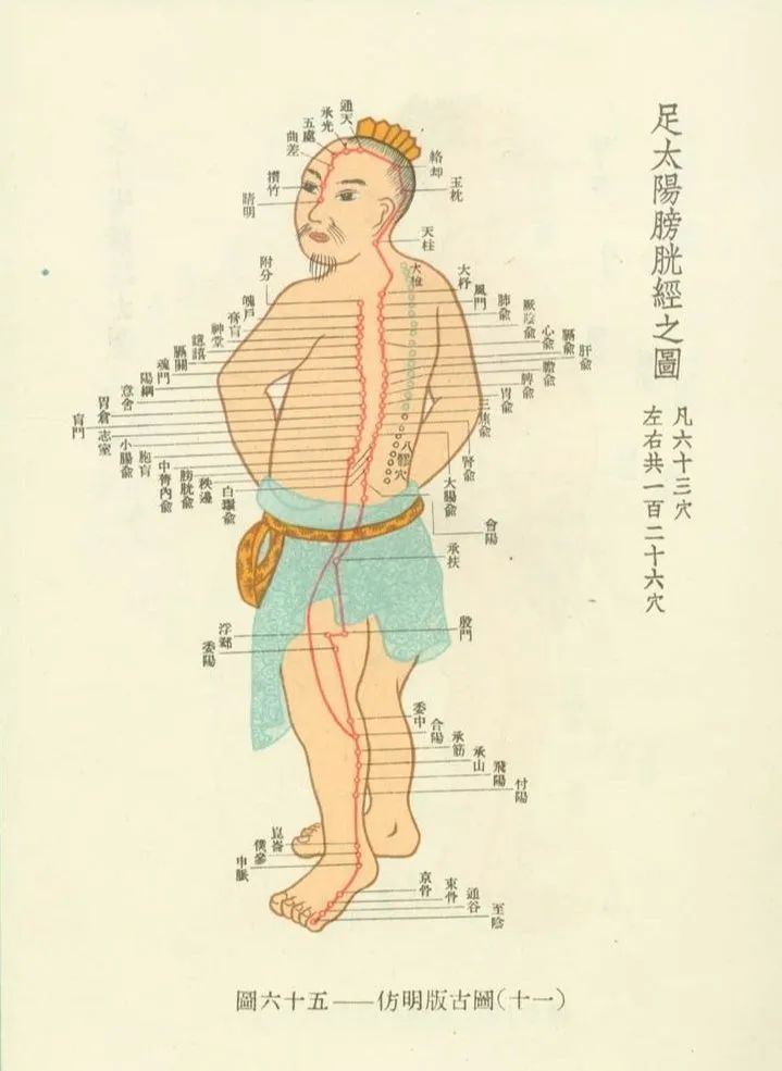 Meridians and Collaterals