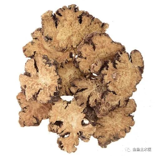 Daily Herb: Chuan Xiong (Ligusticum Chuanxiong)