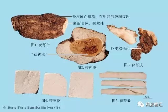 Fuling (Poria) - A Comprehensive Overview