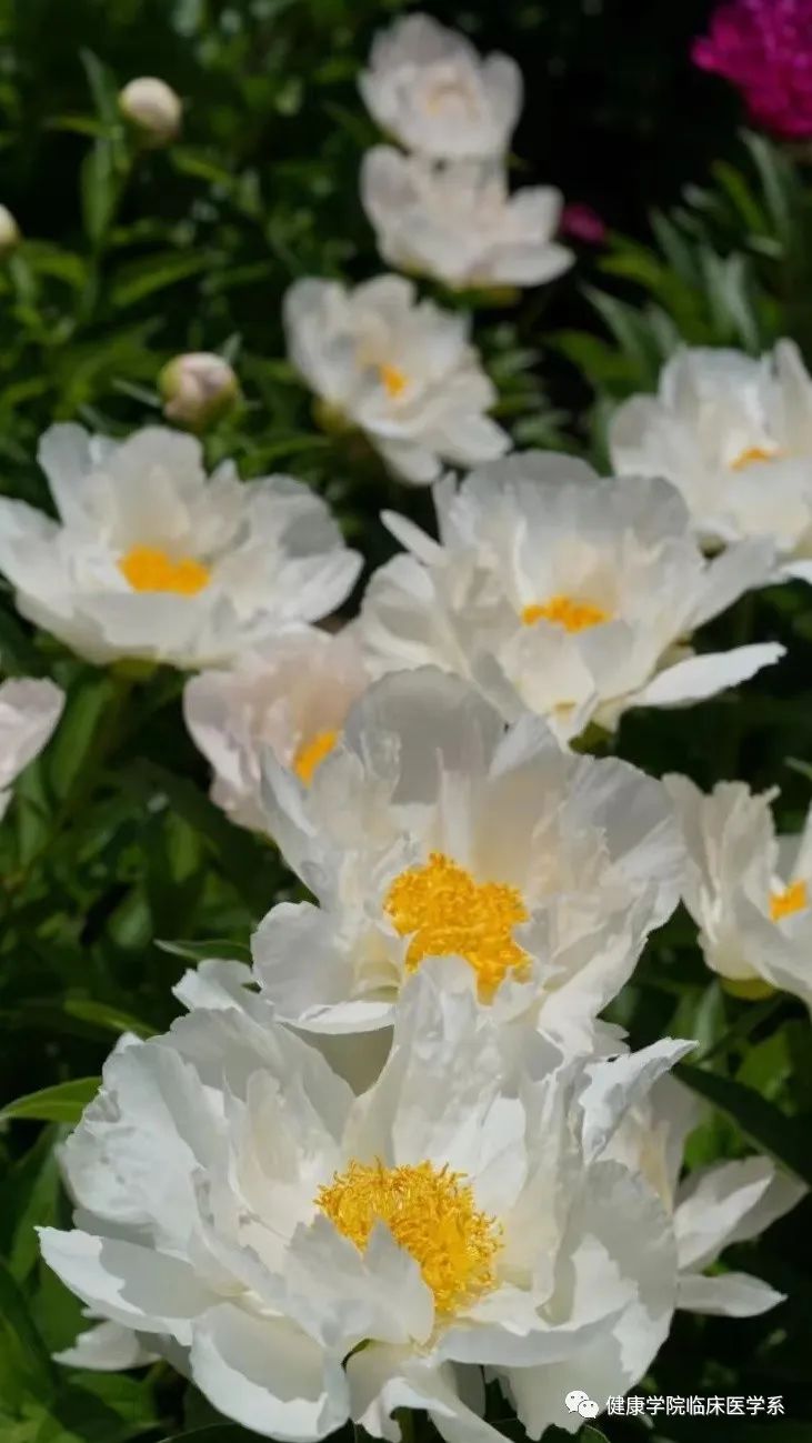 Understanding Bai Shao (White Peony) in Traditional Chinese Medicine