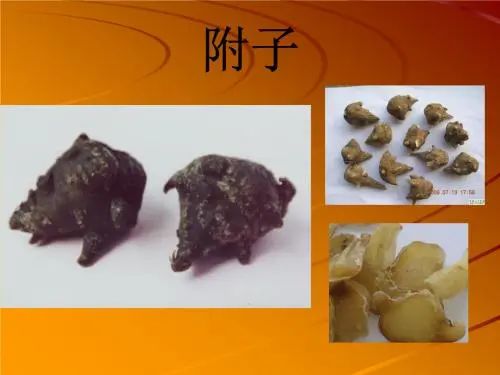 Main Effects of Aconite: Tonifying Fire and Assisting Yang, Dispelling Wind and Cold!