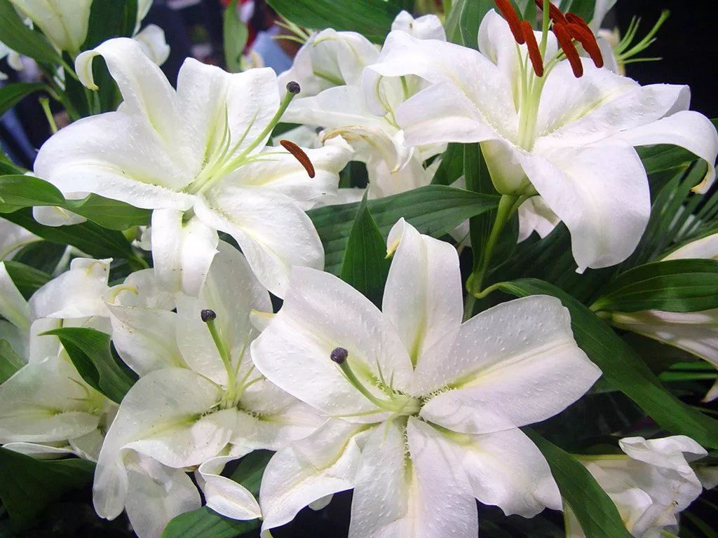 What is Yin Deficiency?