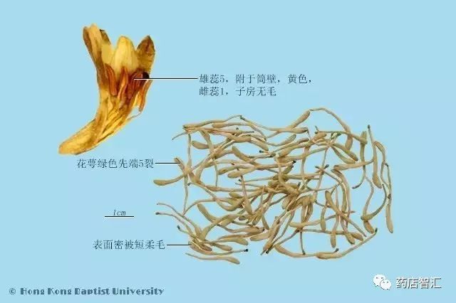 Honeysuckle: A Comprehensive Overview