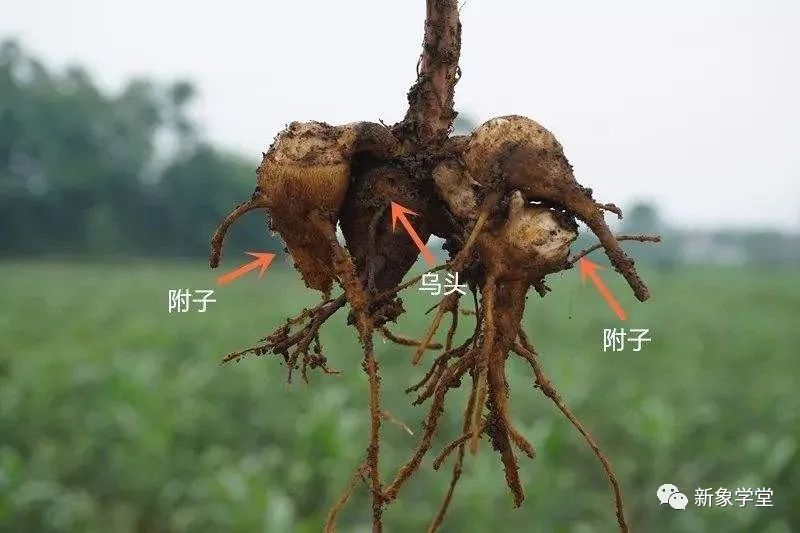 The Pharmacological Properties of Fuzi (Aconite)