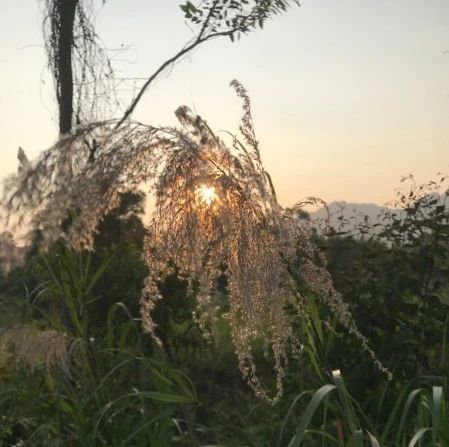 Cang Zhu: The Sacred Herb for Strengthening the Spleen