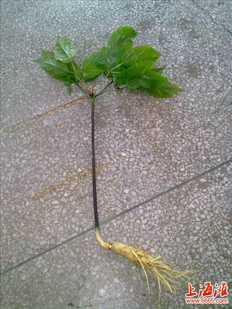 Daily Herb 31: Ginseng - How to Choose and Distinguish Wild Ginseng?