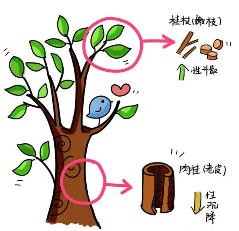 Distinguishing Between Gui Zhi and Rou Gui in Traditional Chinese Medicine