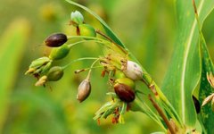 Knowledge of Medicinal Foods - Coix Seed (Yi Ren)