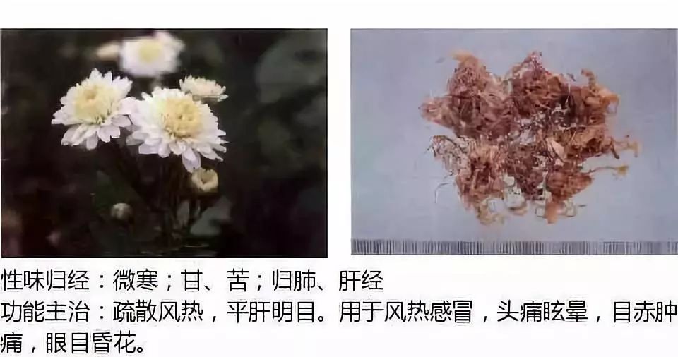 Illustrated Guide to Over 500 Chinese Medicinal Herbs (Including Therapeutic Effects)