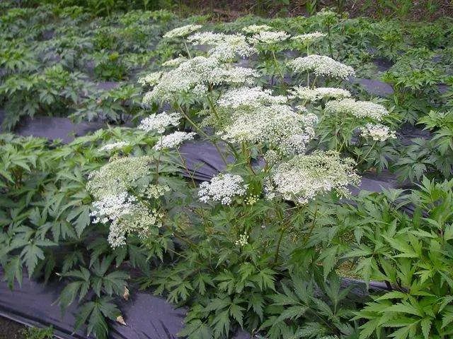 Angelica Sinensis: A Comprehensive Overview