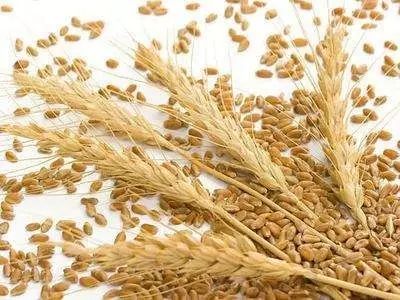 The Health Benefits of Consuming Grains