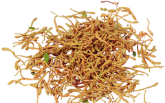 The Medicinal and Dietary Benefits of Honeysuckle (Jin Yin Hua)