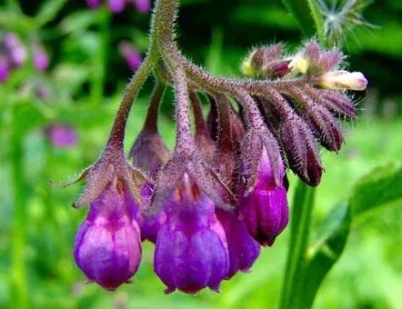 Exploring Chinese Medicinal Herbs: A Journey into the Compendium of Materia Medica (Part II)