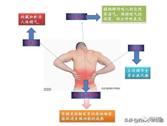 Examples of Commonly Used Medications for Four Types of Kidney Yang Deficiency