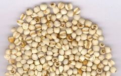 Daily Chinese Herb: Coix Seed (Yi Yi Ren)