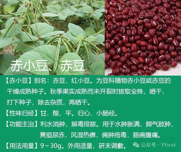 9 Effective Folk Remedies for Treating Anemia in Traditional Chinese Medicine