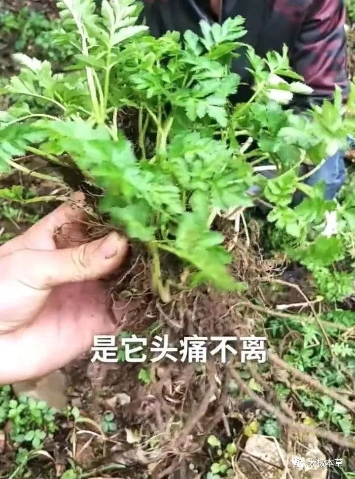 Chuanxiong: A Valuable Herb for Treating Headaches and Promoting Blood Circulation