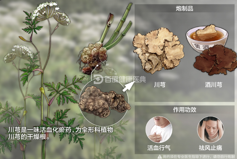 Effects and Functions of Chuanxiong and Its Contraindications