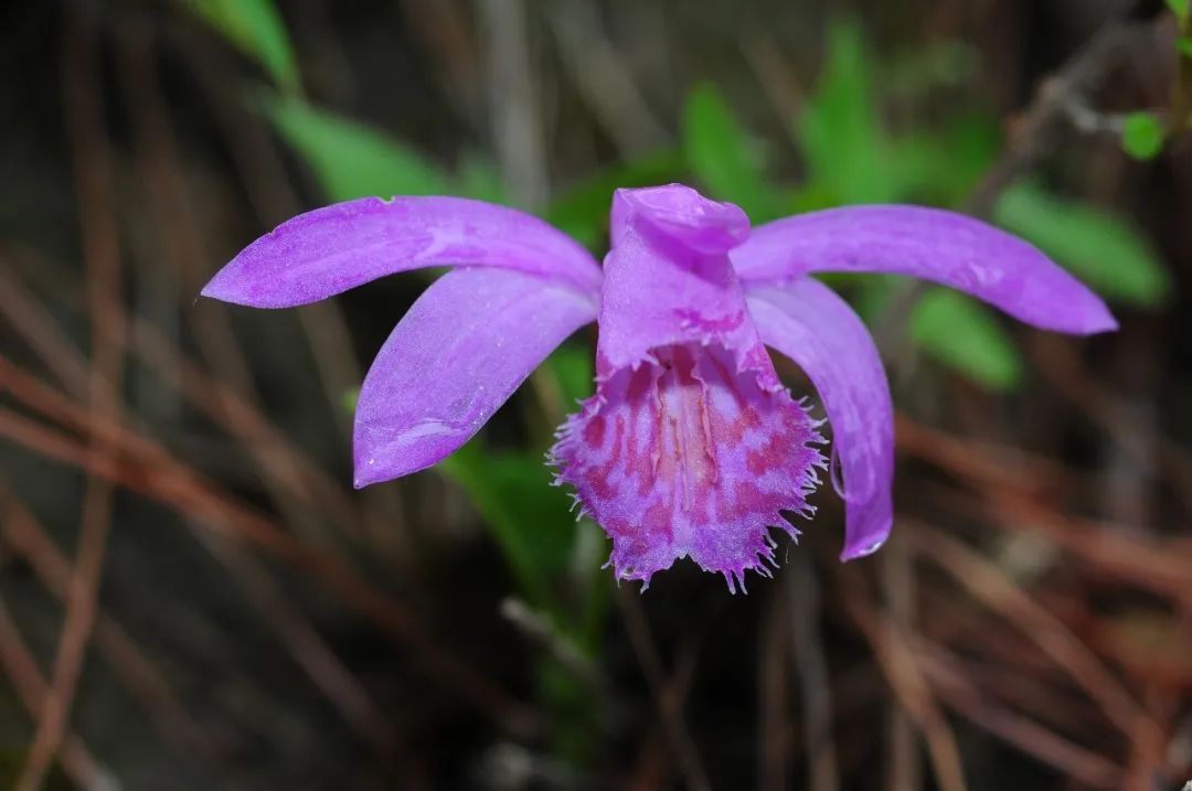 Understanding the Compendium of Materia Medica