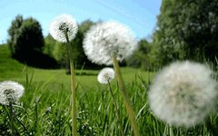 A Comprehensive Guide to 50 Common Medicinal Herbs in Rural Areas