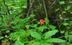 Daily Learning of a Chinese Herb: Ginseng
