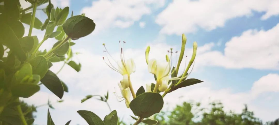 How to Use Jin Yin Hua and Gan Cao for Wind-Heat Cold, Viral Infections, and Heatstroke