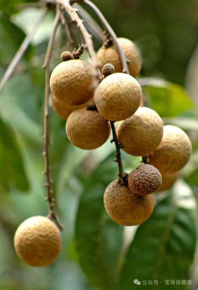 Top 10 Foods for Qi Nourishment and Health