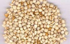 The Medicinal and Culinary Pearl: Coix Seed (Yi Yi Ren)