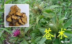 The Therapeutic Use of Cang Zhu (Atractylodes) for Dampness