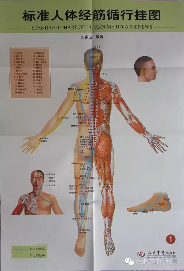 The Twelve Meridians and Their Corresponding Muscles