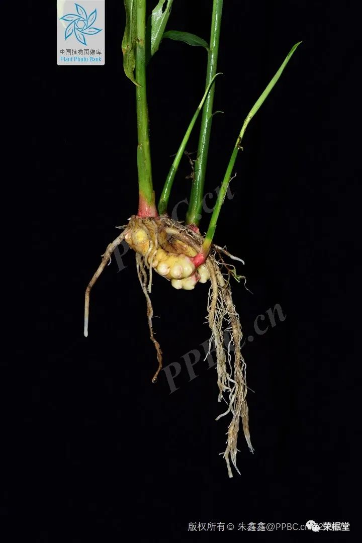 A Detailed Discussion on Chinese Medicine | Dried Ginger