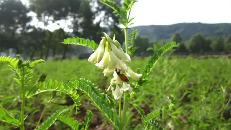 Overview of Astragalus (Huang Qi)