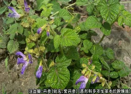 Traditional Chinese Medicine Herb: Dan Shen (Salvia miltiorrhiza)