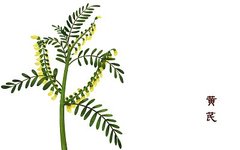 Astragalus: The Herb of Vitality