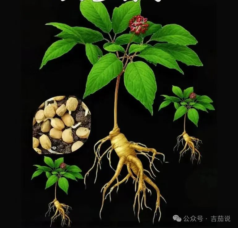 Stop Randomly Consuming Health Supplements! Ginseng: The Correct Approach to Food and Medicine Integration