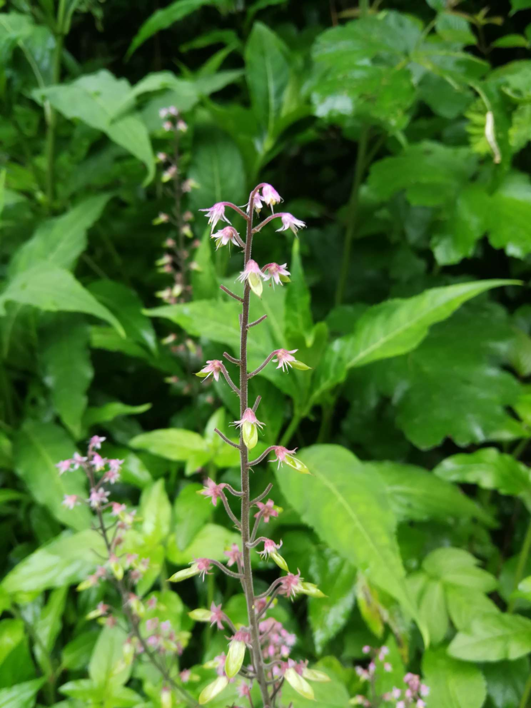 Folk Herb - Huangshui Zhi: Clears Heat and Detoxifies, Activates Blood Circulation and Reduces Swelling