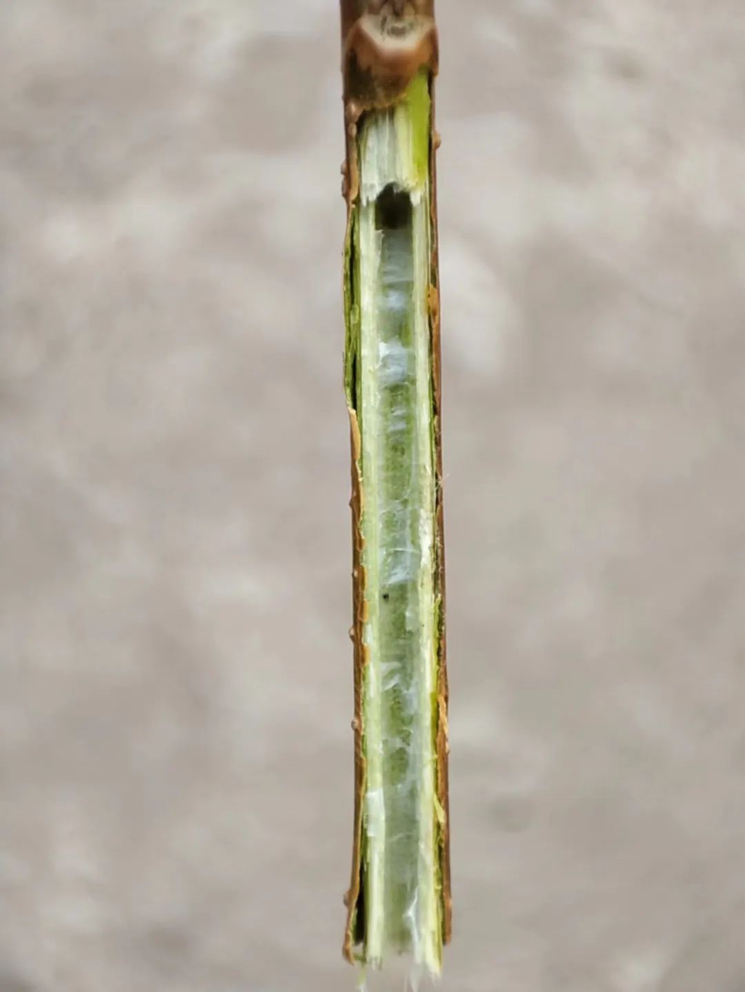 Understanding Forsythia: The Golden Flower of Spring