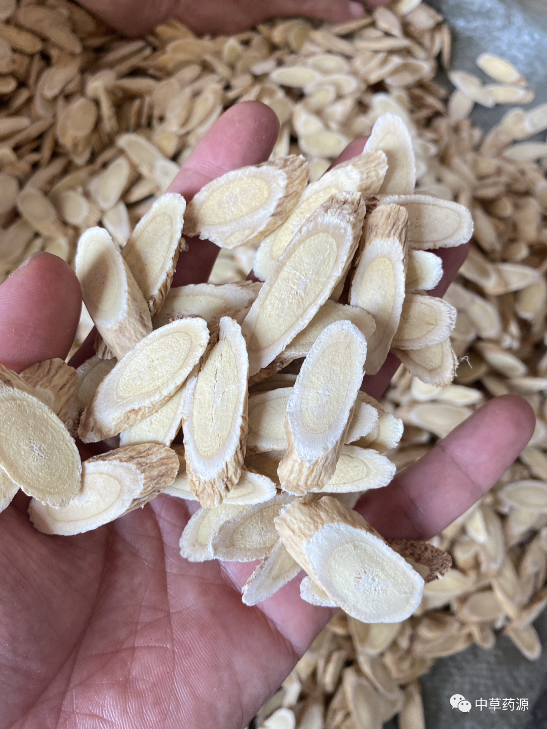 Appreciation of Traditional Chinese Medicine: Huangqi (Astragalus Root)