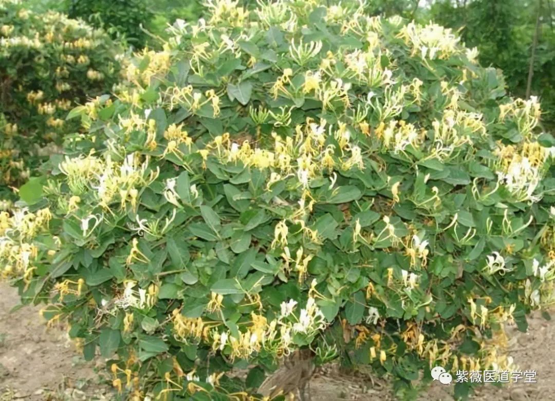 Guide to the Use of Honeysuckle (Jin Yin Hua)