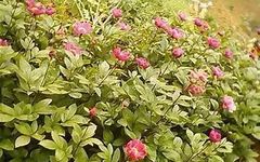 Bai Shao (White Peony) - A Comprehensive Overview