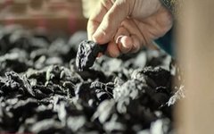 Introduction to Shudi Huang (Rehmannia Glutinosa Preparations)