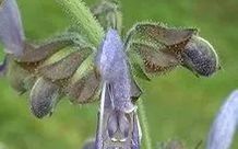 Traditional Chinese Medicine: Dan Shen (Salvia miltiorrhiza)
