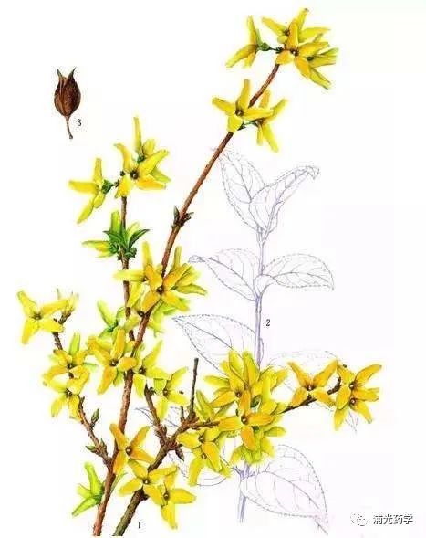 Weekly Herb: Lian Qiao (Forsythia)