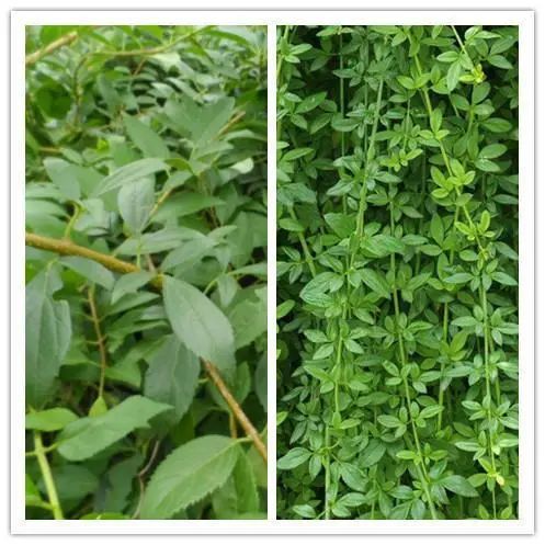 The Efficacy and Functions of Lianqiao (Forsythia)