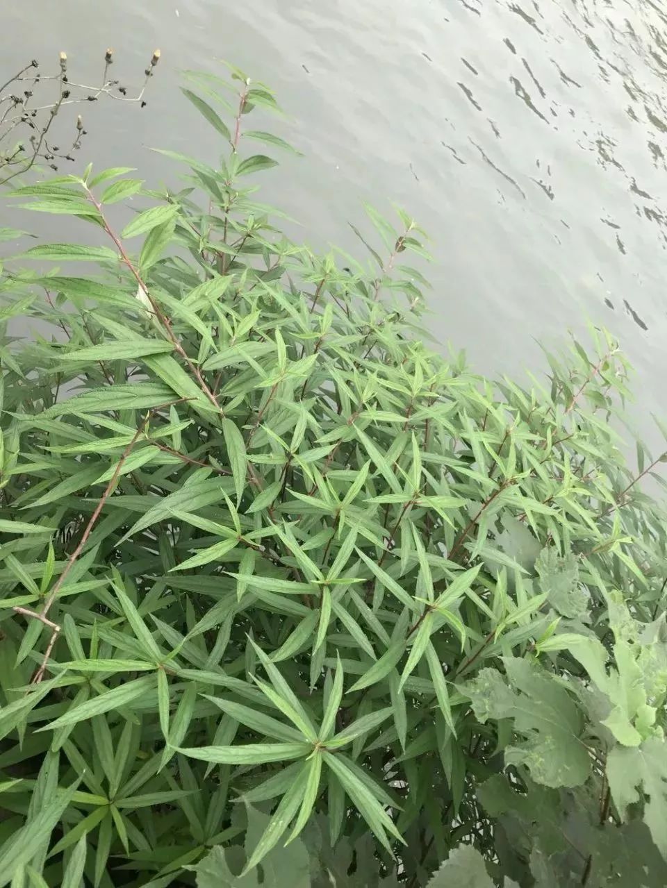 This Herb Treats Malnutrition, Rheumatic Pain, and Cough!
