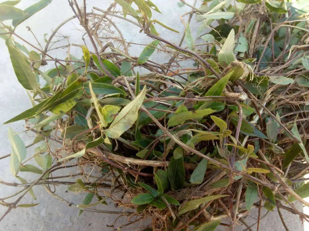 Common Honeysuckle in Rural Areas: A Childhood Memory and Its Value